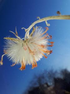 Leentje 01 - Voor mijn raam